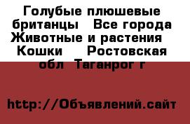 Голубые плюшевые британцы - Все города Животные и растения » Кошки   . Ростовская обл.,Таганрог г.